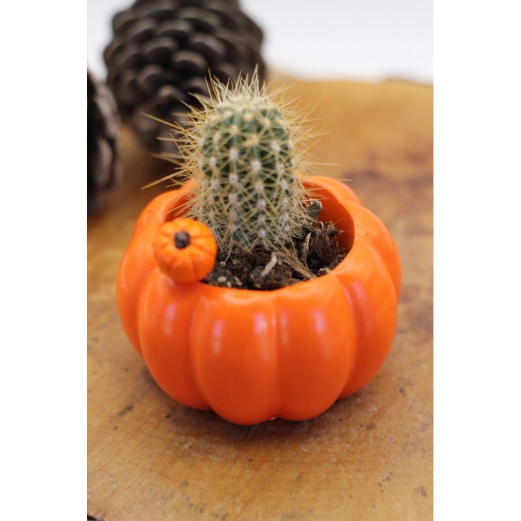 Pumpkin Flowerpot Ornament Silicone Mold